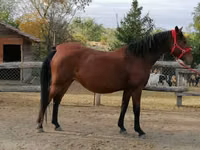 Mare, Horses — photo 4