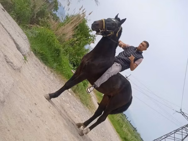 Horse (M), Standardbred — Kyrgyzstan