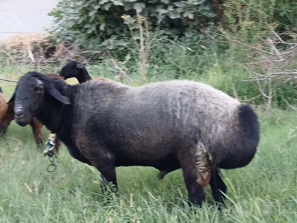 Ram, Sheep — Uzbekistan