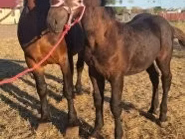 Horse (M), Percheron