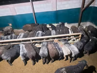 Kambing jantan, Sheep — foto 4