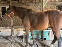 Кінь, Manipuri pony — фото 5