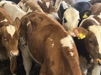 ІҚМ (топ, жынысы көрсетілмеген), Simmental cattle — 5-сурет