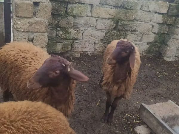 Beran, Blackheaded Persian sheep