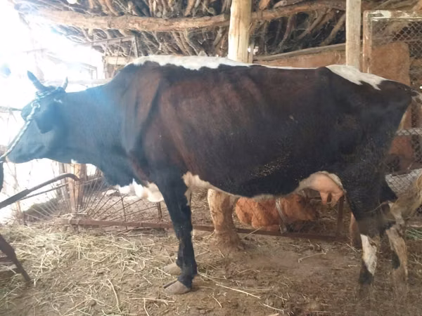 Vacă, Bovine