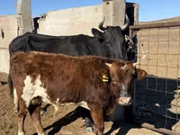 Bull, Cattle — photo 2