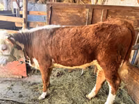 Cow, Holstein breed — photo 1