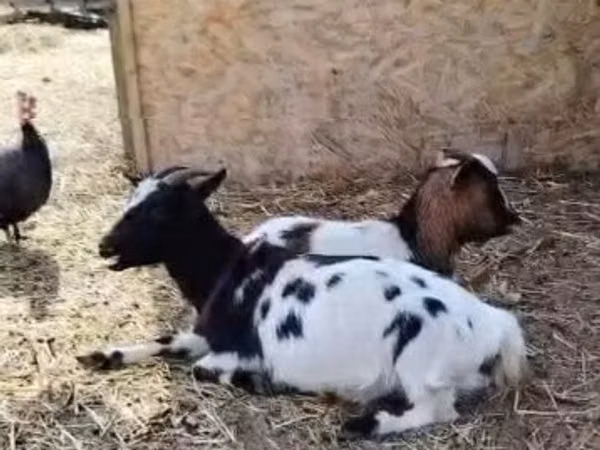 بز ماده, Nigerian dwarf goats