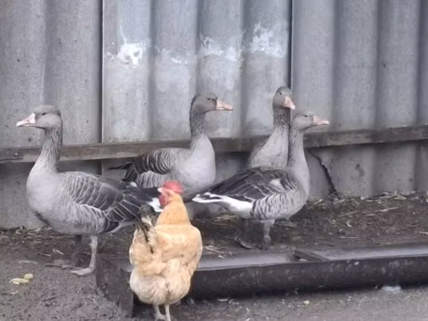 Geese