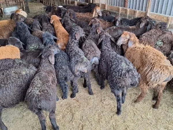 Ram, Sheep — Kazakhstan