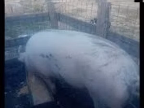 Sow, Pigs — Hungary