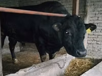 Dibi, Aberdeen-Angus — sawirka 1