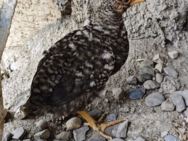 Chickens — Азербайджан