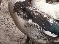 pato criollo doméstico — foto 6