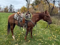 Horse (M), Quarter Horse — photo 4