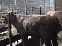 Toro, Ganado vacuno — foto 4