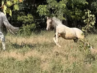 Mare, Horses — photo 1