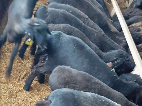 Ram, Sheep — Kazakhstan