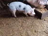 Boar — photo 2