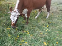 Vaca, Simmental cattle — foto 1