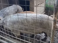 خوک ماده — عکس 4