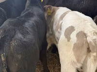 Szarvasmarha (tétel, nem megadva), Simmental cattle — 7. fotó