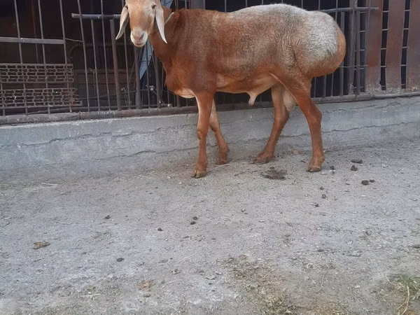Ram, Saryarka sheep