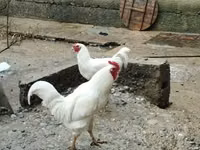 Chickens — photo 4