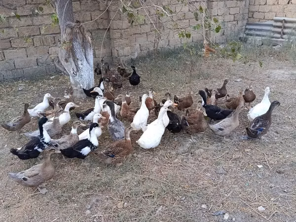 Německý pekin