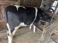 Cow, Holstein breed — photo 2