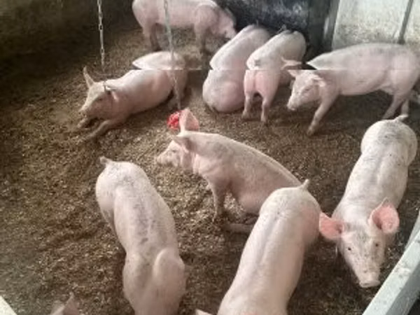 Boar,  — Hungary