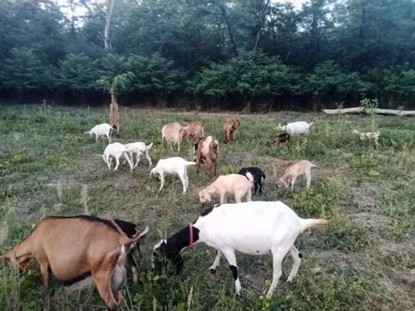 Kambing betina, Nubian Goat — Hungary