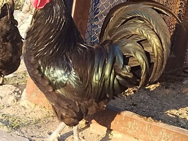 Chickens — Azerbejdżan