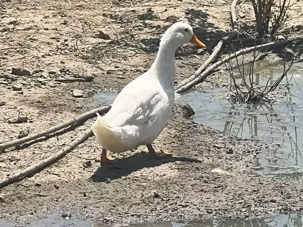 Ducks — Вірменія