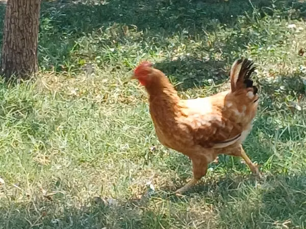 Chickens — Азербайджан