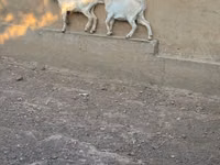 แพะตัวเมีย, Saanen goat — รูปภาพ 5