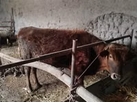 Toro, Bovini — foto 1