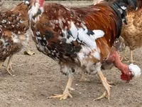 Chickens — foto 1