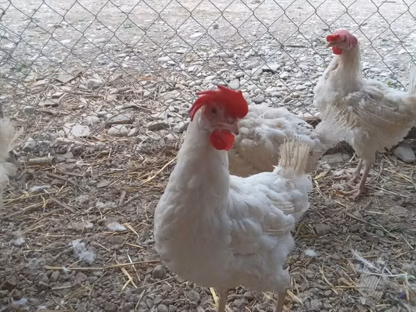 Chickens — آذربائیجان