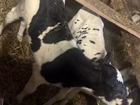 सांड, Russian Black pied cattle — फ़ोटो 1