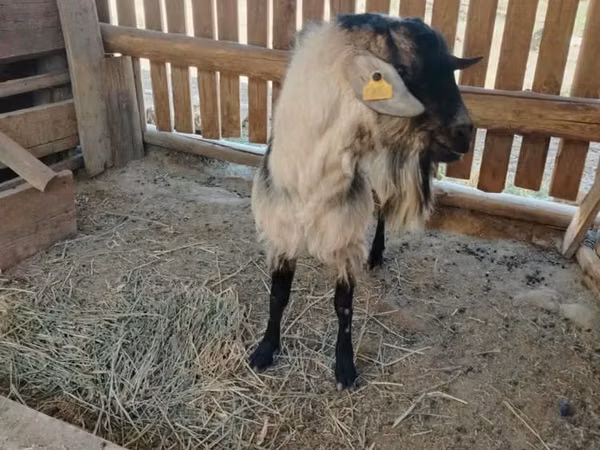 Ged, Alpine goat — Kasakhstan