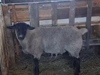Vædder, White Suffolk sheep — foto 1