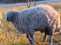 Beran, Rhon sheep — foto 2
