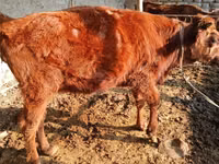 Krowa, Bydło — zdjęcie 2