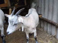 Goat, Goats — photo 2