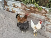 Chickens — ছবি 3