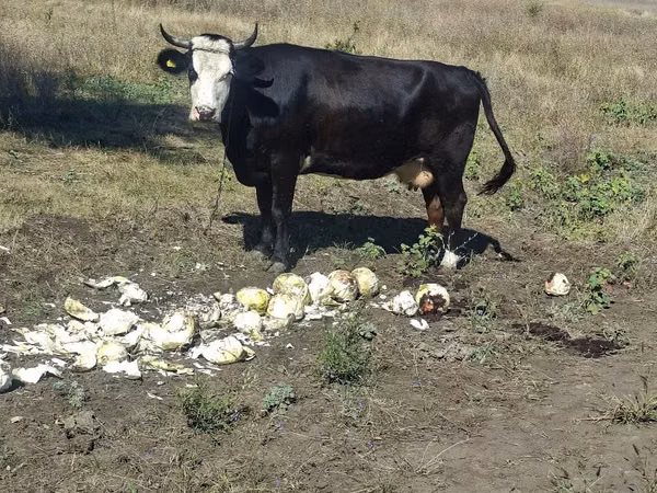 Cow, Cattle — Moldova