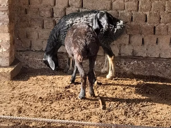 Schaap, Schapen — Oezbekistan
