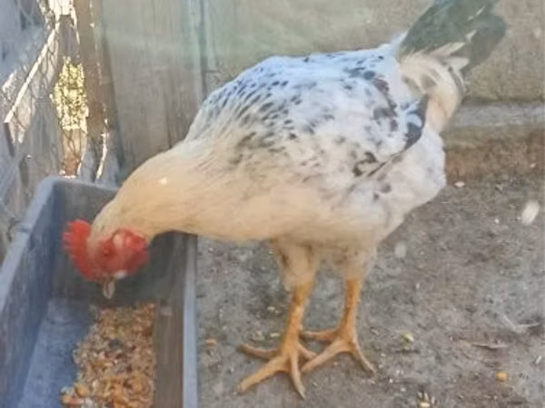 Chickens — Węgry