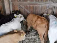 मवेशी (लॉट, लिंग निर्दिष्ट नहीं), मवेशी — फ़ोटो 1